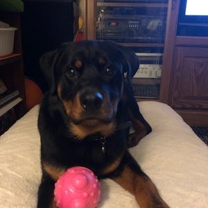 Meet your Posher, Susan